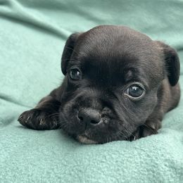 Nimbly - Brindle male Staffordshire Bull Terrier puppy in Houston, Texas from Breaking Bad Staffords