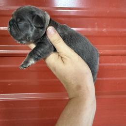 Grey collar boy - Blue male French Bulldog puppy in Brooksville, Florida from Post Farm Rottweilers & French Bulldogs