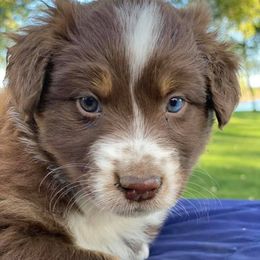 Australian Shepherds from Ionia Aussies