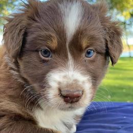 Australian Shepherds from Ionia Aussies