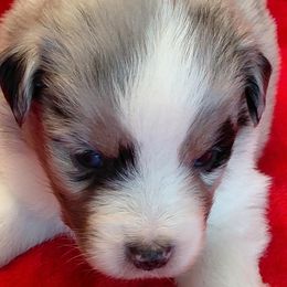 Buzz - Blue merle male Miniature American Shepherd puppy in San Benito, Texas from Vaquera's Miniature American Shepherds
