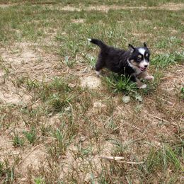 Miniature Australian Shepherd Puppies from Wilkers Wholehearted Mini Aussies