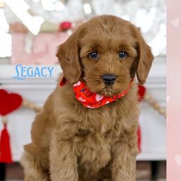 Legacy - Red male Australian Labradoodle puppy in Redding, California from Shasta Royal Monroe Puppies