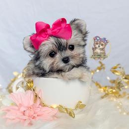 Korean Babydoll Marigold - Gold female Morkie puppy in Barren Springs, Virginia from Seeking Shalom Acres Maltese, Maltipoos & Havamalts