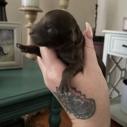 Girl 1 - Liver Miniature Schnauzer puppy in Lowell, North Carolina from Prestigious Schnuazers