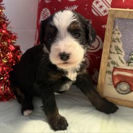 Girl 1 - Tri-color female Bernedoodle puppy in Perryville, Maryland from Heavenly Heritage Dachshunds and Doods