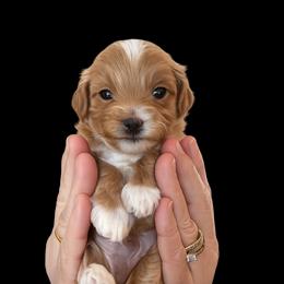 Atlas - Cream male Goldendoodle puppy in Sandy, Utah from Perfect Puppy Doodles