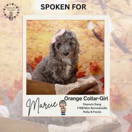 Orange Collar - Marcie - Chocolate merle female Bernedoodle puppy in Lexington, North Carolina from Deborah’s Doodles