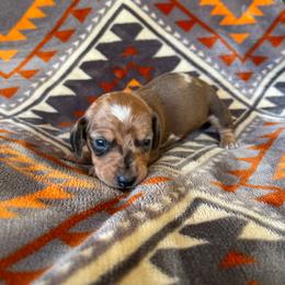 Moo - Dapple male Dachshund puppy in Opelika, Alabama from Dachshund Darlins