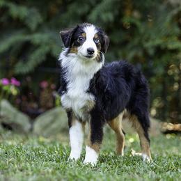 Saturn - Black tri male Toy Australian Shepherd puppy in Franklinville, North Carolina from Fine Hill Miniature Americans