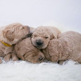 Goldendoodle and Golden Retriever Puppies from Golden Retrievers and Doodles from Heaven