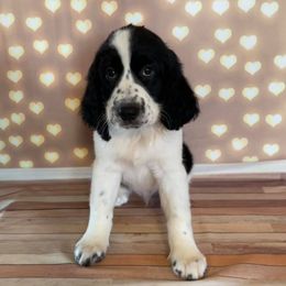 Anthem - English Springer Spaniel puppy in Pine Island, Minnesota from Country Breeze Springer Spaniels