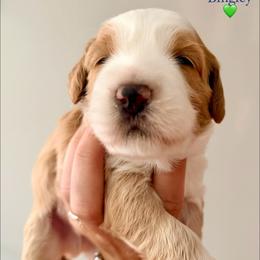 Bingley - Red male Australian Labradoodle puppy in Summerfield, North Carolina from Four Oaks Labradoodles