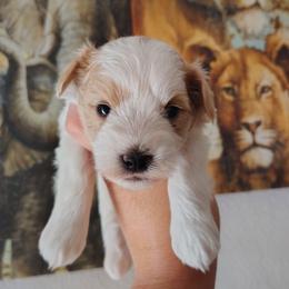 Red Parti boy - Parti male Miniature Schnauzer puppy in Florida from Central Florida Schnauzers