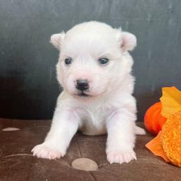 Girl 1 - female American Eskimo Dog puppy in Live Oak, Florida from Pecan Ridge Puppies