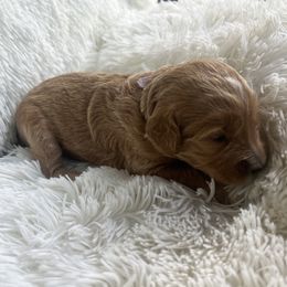 Aussiedoodle, Goldendoodle, and Poodle Puppies from Designer Doodles