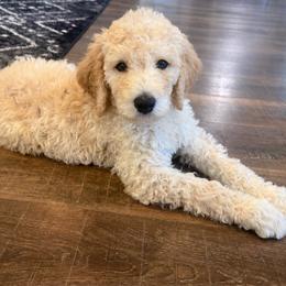 Class Clown - Sable male Goldendoodle puppy in Social Circle, Georgia from Poppiedoodle Farms