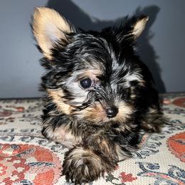 Morkie Puppies from McConnell’s Morkies