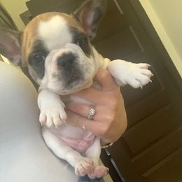 French Bulldog Puppies from Elite Bullies Miami