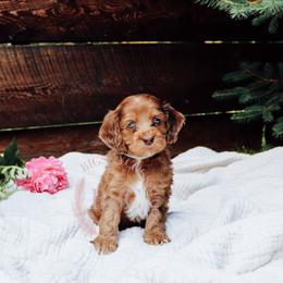 Grey girl - Sable female Cockapoo puppy in Missoula, Montana from Big Sky Cockapoos