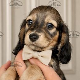 Mr. Red-2400 - Cream male Dachshund puppy in Ocala/Gainesville, Florida from From the Heart Doxies