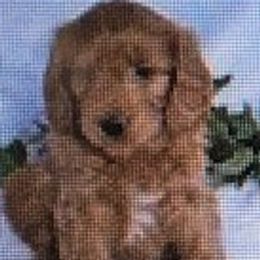 Reggie - Goldendoodle