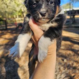 Ruby - Black tri female Miniature Australian Shepherd puppy in Dunnellon, Florida from Ever After Mini Aussies