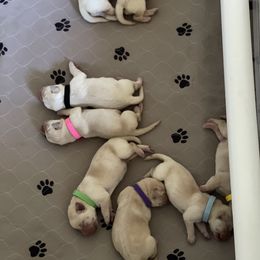 Labrador Retriever Puppies from Southern Sunshine Labradors