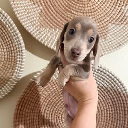 Campfire - Fawn (isabella) and cream male Dachshund puppy in Rockton, Illinois from K&M Dachshunds