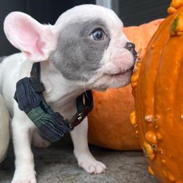Panda 🐼 - Cream French Bulldog puppy in Sonoma, California from Wrinkle Boss FrenchBulldogs