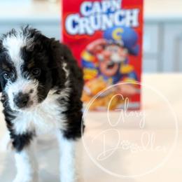 Bernedoodle Puppies from Glory Doodles