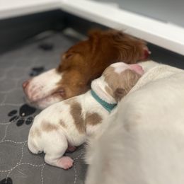 Brittany Puppies from Sandridge Brittanys