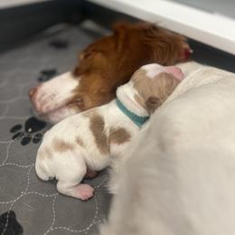 Brittany Puppies from Sandridge Brittanys