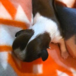 Plum - Brindle and white female Shih Tzu puppy in North Carolina from WillowCreek Mountain View Shih Tzu