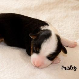 Paisley - Black tri female Miniature Australian Shepherd puppy in Blackfoot, Idaho from Bellewynd Acres