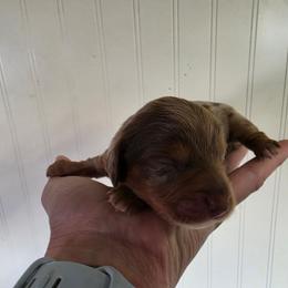 Bella - Dapple female Dachshund puppy in Stillwater, Oklahoma from Shade Tree Dachshunds