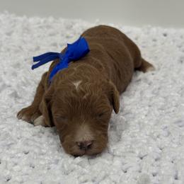 Boy 2 - Red male Cavapoo puppy in Waskom, Texas from Pearls & Curls doodles & poodles