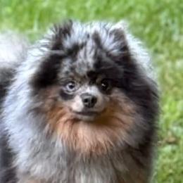 French Bulldogs and Pomeranians from J&T French Bulldog & Pomeranian Palacio