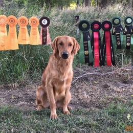 Sully - Golden Retriever