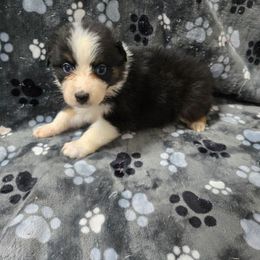 Milky Way - Black tri-color female Australian Shepherd puppy in Abilene, Texas from S&K Aussies N' Rotties
