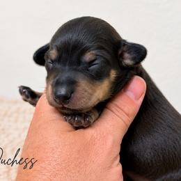 Duchess - Cream female Dachshund puppy in Deming, New Mexico from FoxieDoxies of New Mexico