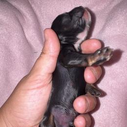 Boy 3 - Black white and tan male Cocker Spaniel puppy in Greenville, North Carolina from Chantels Spaniels