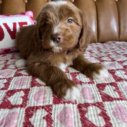 Dark purple collar - Red  female Goldendoodle puppy in Ottawa, Ohio from Simply Beautiful Goldendoodles