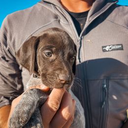 Black Female - Liver and white female German Shorthaired Pointer puppy in Osakis, Minnesota from The W5 Ranch