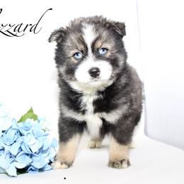Blizzard - Black and white male Pomsky puppy in Murfreesboro, Tennessee from Middle Tennessee Pomskies