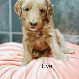 Eve - Apricot female Goldendoodle puppy in Pasco, Washington from Camp Doodle Woods