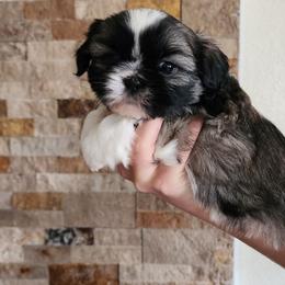 Girl 1 - Tricolor female Shih Tzu puppy in Alturas, California from Duarte's Shihtzu Puppies