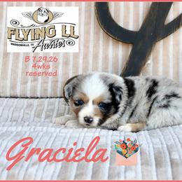 Graciela - Blue merle female Miniature Australian Shepherd puppy in Madisonville, Texas from Flying LL Aussies