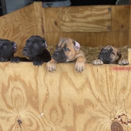 Cane Corso Puppies from Top Gun Cane Corso
