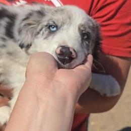 Tulip - Blue merle female Border Collie puppy in Fallon, Nevada from Royal R Ranch